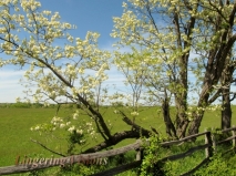 Locust blossoms line fence