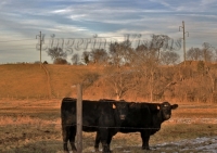 The Cows are Watching Me(w)#(10)