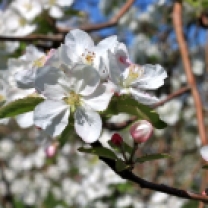 Apple blossoms(w)