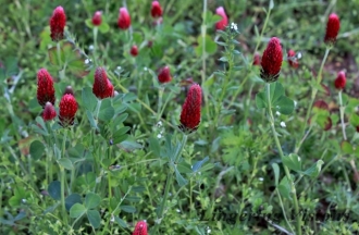 Red Clover Spring(w)#(1)