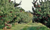 Through the Orchard(w)# (7)