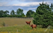 I love seeing horses run