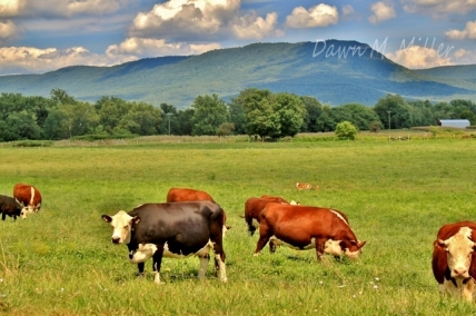 Cows(w)