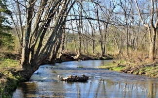 Passage Creek in the spring