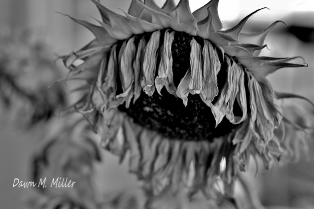 Dead Sunflowers b&w(w)# (7)