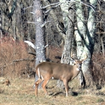 White tailed deer shot on Skyline Drive, Virginia.