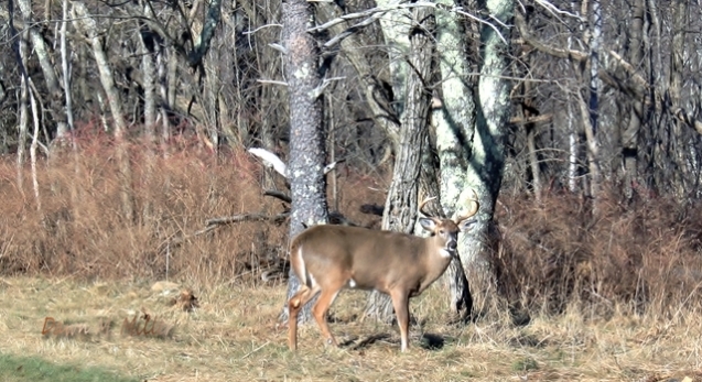 White tailed deer shot on Skyline Drive, Virginia.