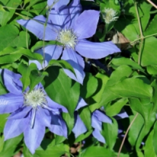 Clematis(w)