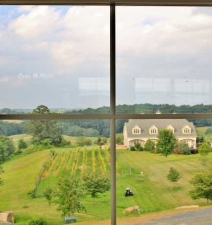 The view from the new winery, Blue Valley