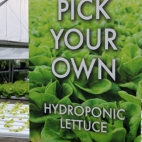 Hydroponic Lettuce(w)# (1)