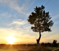 lone-tree-in-a-field-at-sunset