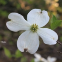 White Flowering Dogwood Blossom