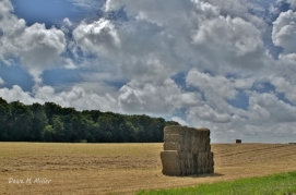 Harvest Landscape# (5)