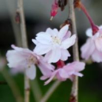 Spring Blossoms (2)