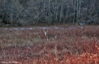 Deer at daybreak in Shenandoah National Park