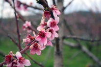 Peach Blossoms are Blooming