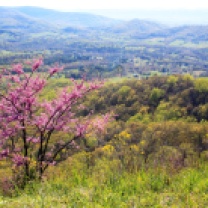 Searching for Spring in the Shenandoah National Park