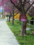 The Sidewalks of King St in Spring (2)