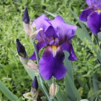 A Passionately Purple Iris