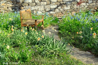 MSV paths, benches, gardens, in Spring# (5)