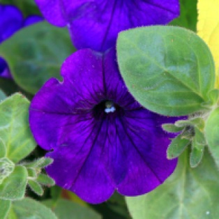 Velvet Purple Petunia