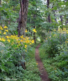 The Appalachian Trail in SNP