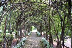 Archway in the garden at MSV