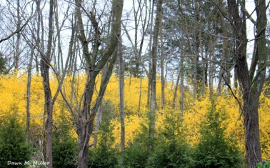 A Forest of Forsythia