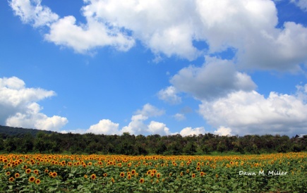 Blue Skies and Yellow Sunflowers