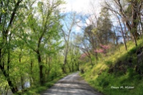 Gravel Country Road in Spring