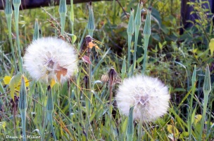 Make a Wish or Two Dandelion Seeds