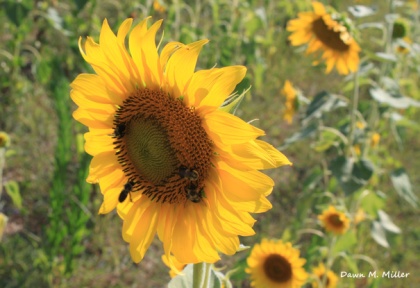 Smorgasbord in the Sunflower Field