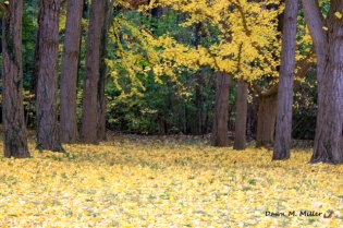 Ginkgo Leaves on the Ground